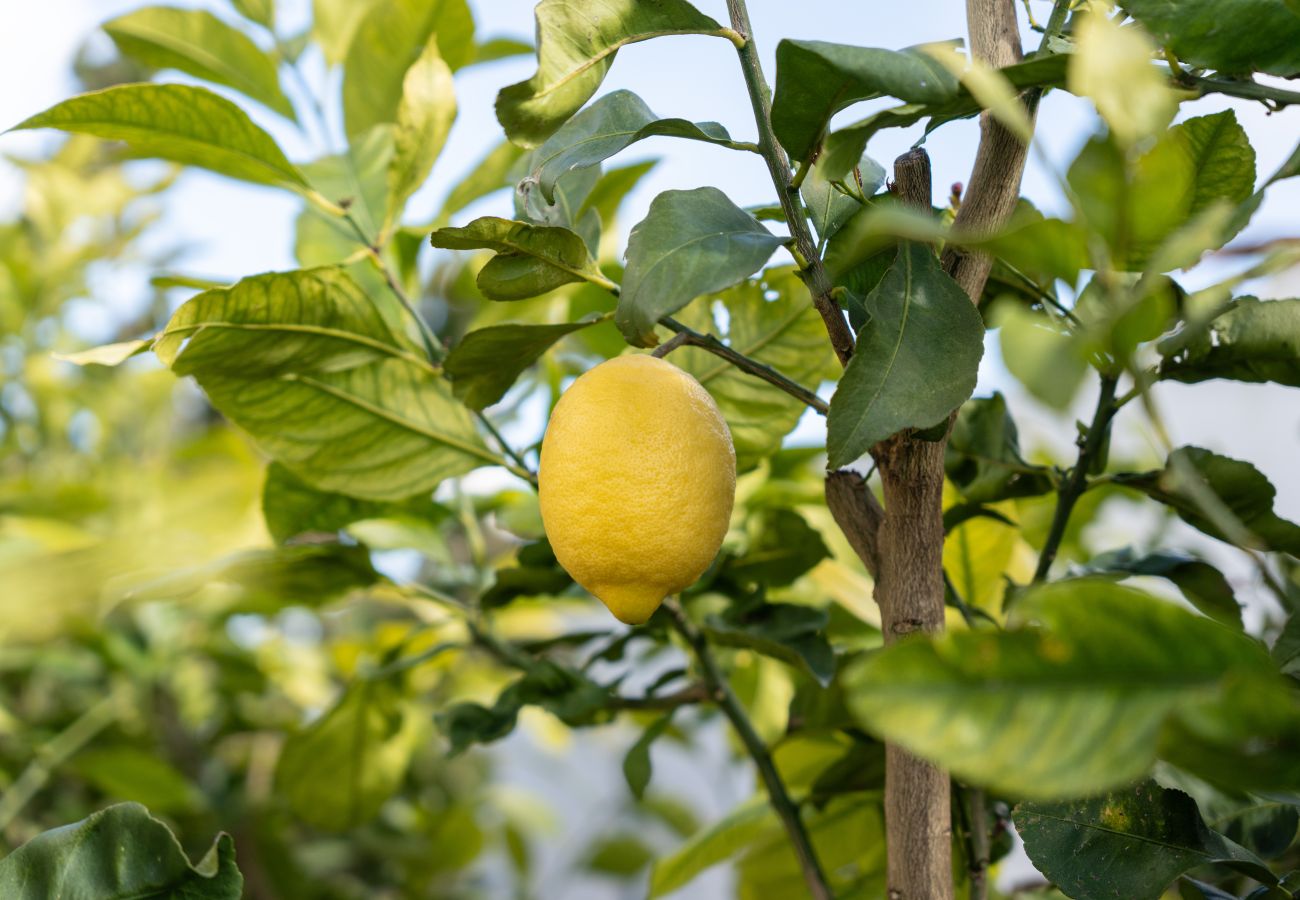 Villa en Albufeira - Villa Girassol | 5 Dormitorios | Central | Albufeira