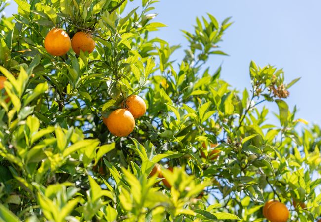 Villa in Boliqueime - Quinta das Laranjeiras | 4 Bedrooms | Country House | Boliqueime Villa in Boliqueime - Quinta das Laranjeiras | 4 Bedrooms | Country House | Boliqueime